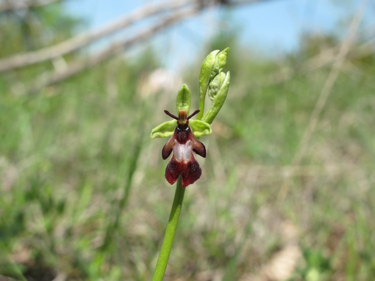 Ophrys insectifera